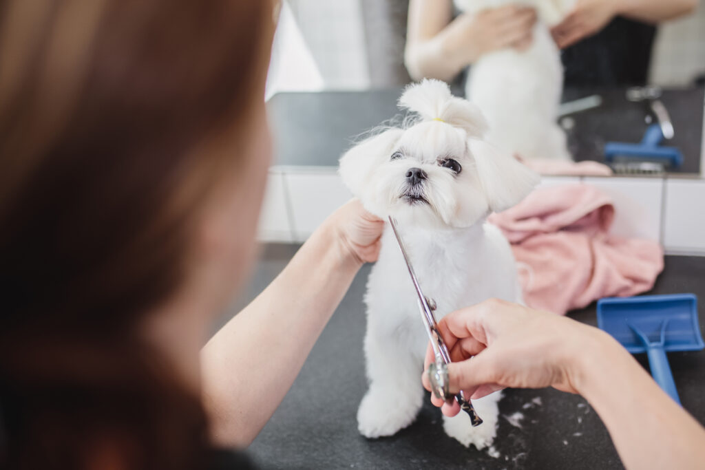 veterinaria cortando el pelo a un perro maltes