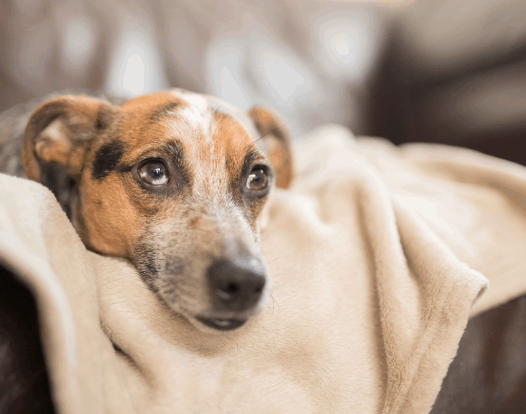 Señales de enfermedad en perros y gatos - Clinican